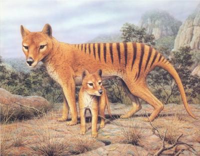 THE TASMANIAN TIGER (By Maria Ballester)